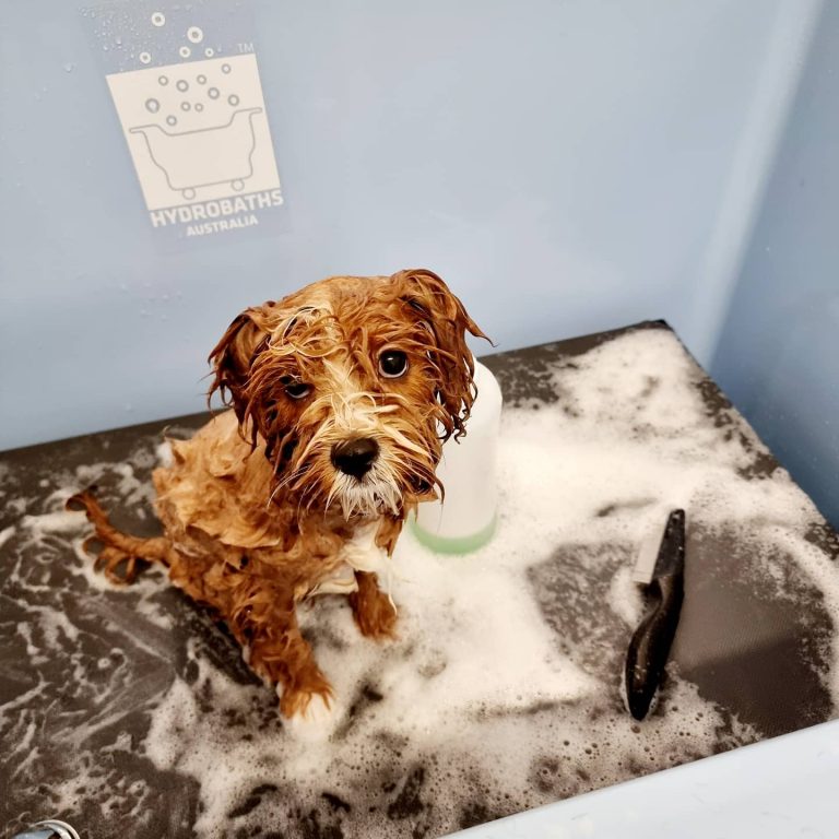 228586320 371516707712946 5374567851545046540 n 768x768