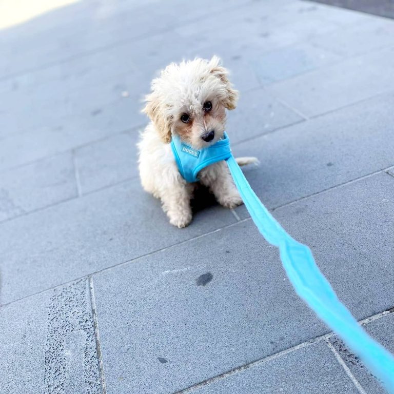 238150973 381889670008983 4831700667840490163 n 768x768